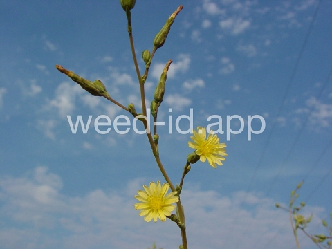 lettuce, prickly